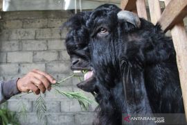 Peternak Kambing Kontes Jombang