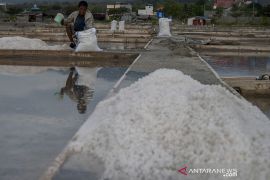 Petani Garam Talise Berproduksi Kembali Page 2 Small