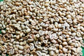Kopi Maluku dan cita rasa tradisi yang tidak padam, sarana memupuk kebersamaan