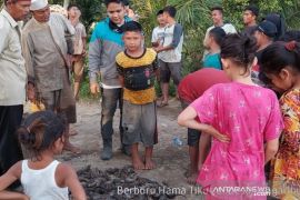Ratusan ekor hama tikus berhasil diburu petani Angkola Muaratais