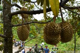 Wisata Sentra Kebun Durian Suluk