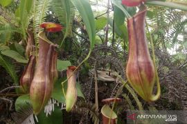 KSDA Agam temukan tumbuhan langka kantong semar