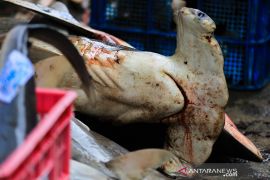 Ikan hiu tangkapan nelayan