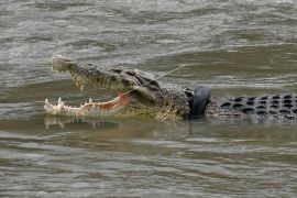 Buaya Terjerat Ban Menampakkan Diri