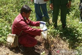 Tim gabungan Sumbar ambil sampel babi mati mendadak di Agam