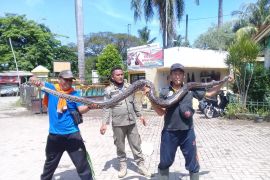 Ular sanca sepanjang tiga meter ditangkap warga di Tangerang