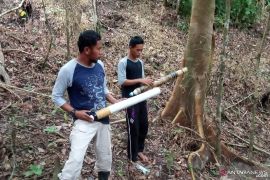 BKSDA tak temukan jejak baru harimau setelah tiga hari penghalauan