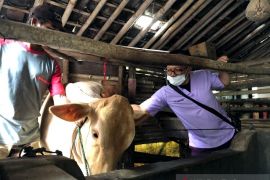 Some 31 veterinarians stationed at East Java's Semeru disaster zone