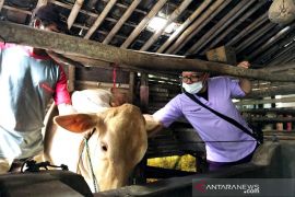 Some 31 veterinarians stationed at East Java's Semeru disaster zone