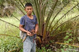 Warga Maua Agam tak berani ke kebun sejak harimau Sumatera berkeliaran