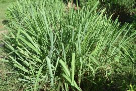 Kasiat daun sereh wangi penangkal nyamuk pasca-banjir