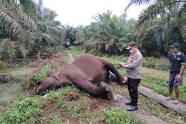 Gajah di Bengkalis mati tersengat listrik PLN saat menyusui