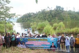 Puluhan ribu bibit ikan ditabur Bupati Tapsel ke Danau terbesar ke dua di Sumut