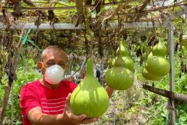 Wawali Armuji: Urban farming jadi solusi saat harga cabai naik di Surabaya