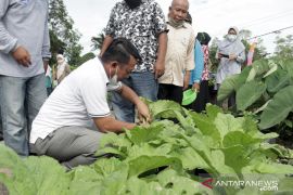 Pemkab Belitung Timur canangkan program menanam di pekarangan