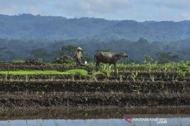 Membajak sawah denga kerbau