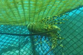 Menteri Trenggono dorong pengembangan sentra lobster di Provinsi Lampung