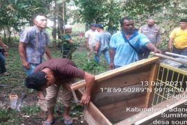 Anjing petani di Palas dimangsa harimau, BBKSDA Sumut kembali pasang kandang jebakan