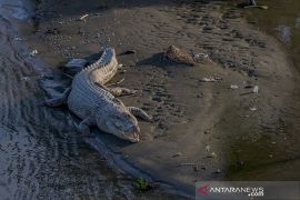 Buaya Liar Jadi Tontonan Warga Page 1 Small