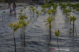 Konservasi Mangrove untuk Perubahan Iklim Page 2 Small