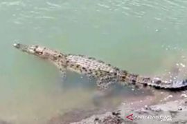 Bocah 11 tahun tewas diterkam buaya saat mandi di Sungai Kateman Inhil
