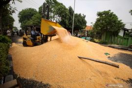 Truk Muatan Jagung Terguling