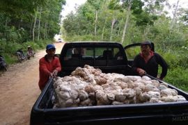 Harga karet Sicom di Kaltim turun jadi Rp.324 per kg
