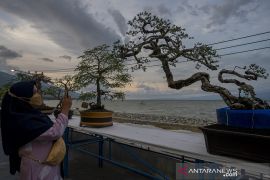 Pameran Tanaman Bonsai Page 3 Small