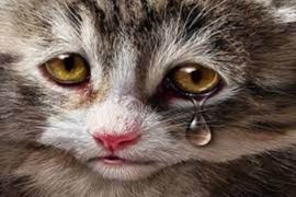 Polisi tahan tersangka penganiaya kucing