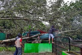 Pohon tumbang timpa truk dan kandang hewan Kebun Binatang di Bukittinggi