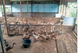 Pkm Unand Tingkatkan Pendapatan Peternak Melalui Manajemen Feeding Practice di Limapuluh Kota