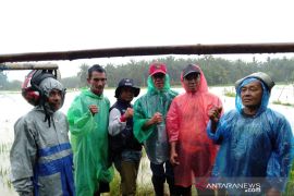 Puluhan hektare tanaman padi di Mukomuko gagal panen