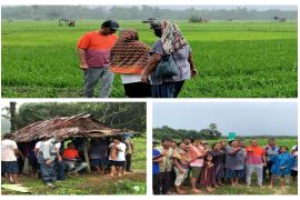 Tinjau realisasi KUR pertanian di Tapteng, Bupati turun langsung ke sawah