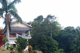 Mensos lepasliarkan satwa langka di Tahura Menumbing Bangka Barat