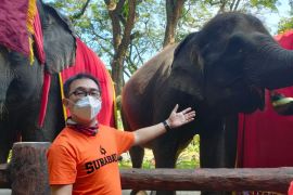 Anak gajah mati, PDTS Kebun Binatang Surabaya diminta berbenah