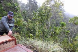 BBKSDA lepas liarkan empat burung endemik Papua