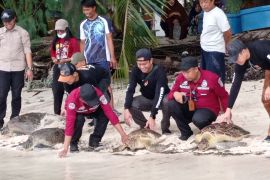 Empat penyu hijau dilepasliarkan di Pulau Kapoposang