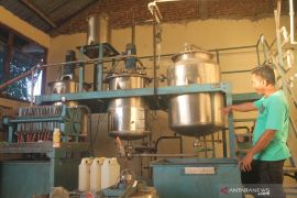 Ketika nyamplung beralih fungsi dari energi alternatif ke kosmetik