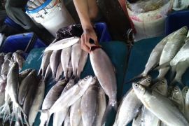 Ikan bandeng "Banjiri" TPI Paotere Makassar dampak waspada cuaca ekstrem