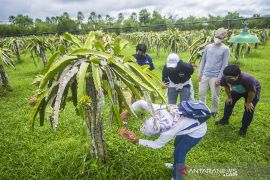 Wisata Petik Buah di Amanah Borneo Park