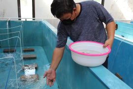 Lampung mulai menyusun cara majukan sentra lobster