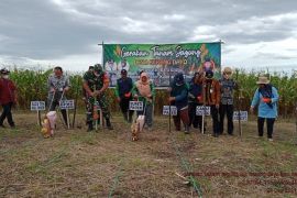 Paser kembangkan jagung hibrida di lahan 2.000 hektar