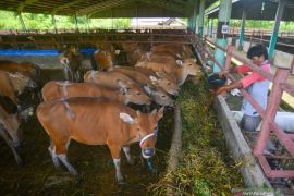 Kementan sebut puluhan ribu sapi indukan telah didatangkan ke Indonesia