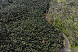 Perang opini dan realitas kelapa sawit