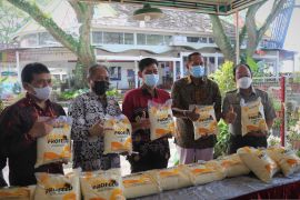 UMM luncurkan "profeed" bantu tingkatkan produktivitas peternak sapi