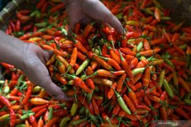 Harga cabai rawit di Bangka Belitung melejit hingga Rp150 ribu per kilogram