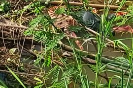 Bocah hanyut di Sungai Kampar ditemukan tewas setelah 5 hari dicari