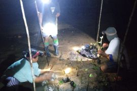 68 hektare hutan mangrove Sungai Samak Belitung direhabilitasi