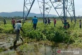 Kembali, ratusan hama tikus berhasil diburu petani Tapsel