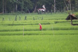 Lampung telah salurkan Rp186 miliar KUR pertanian melalui program kartu tani